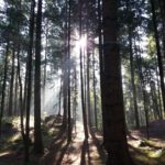 Beziehung der Deutschen zum Wald