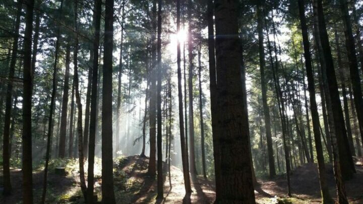Beziehung der Deutschen zum Wald