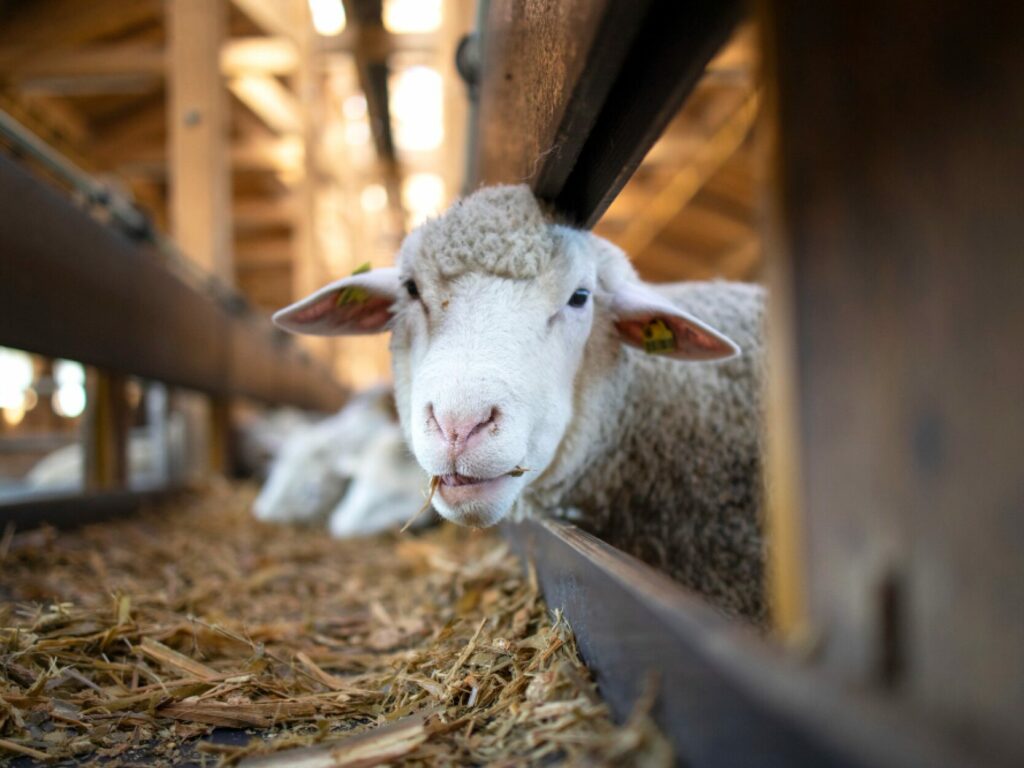 Schaf in Stall frisst Stroh und blickt in die Kamera.