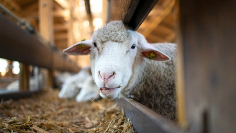 Schaf in Stall frisst Stroh und blickt in die Kamera.